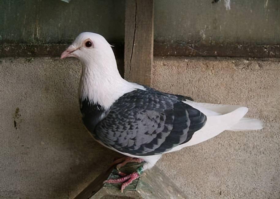 鸽子高温天气比赛怎么做更好