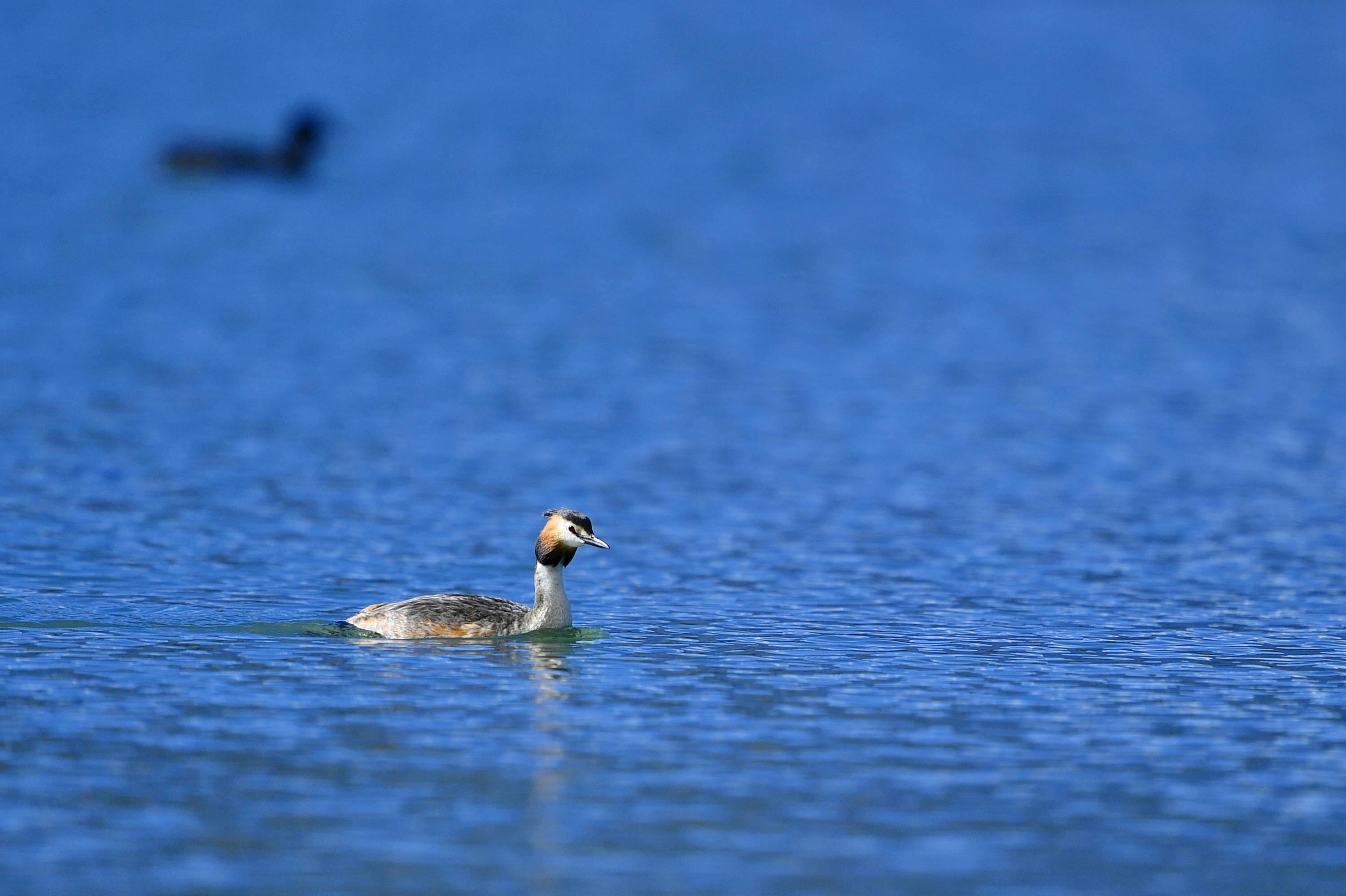 拉鲁湿地䴙䴘欢