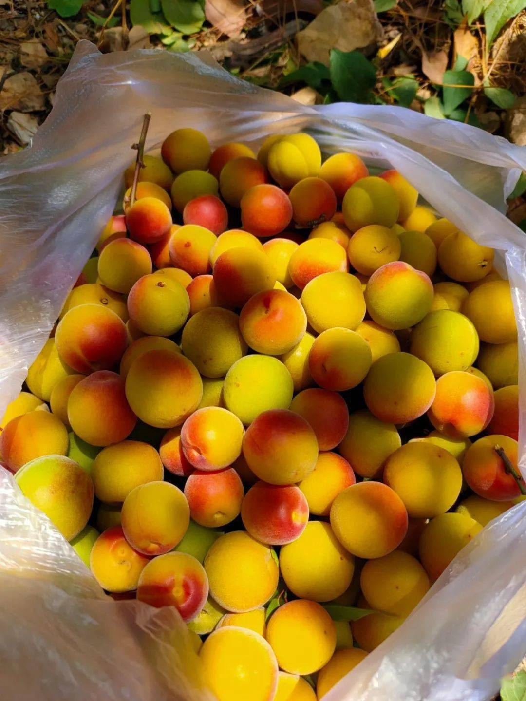 记者了解到,在麻栗村党总支的引领下,全村党员带头