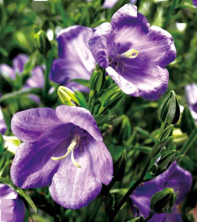 桃叶风铃草"伯爵"