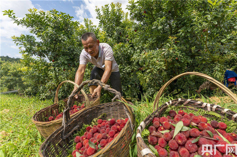 赵春亮摄 2021年6月14日,果农在江西省新余市仙女湖区白田村杨梅基地