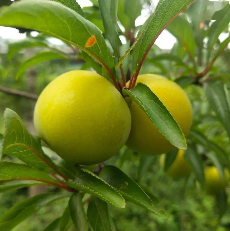 据了解水城区发耳镇蜂糖李种植面积10575亩今年挂果面积4000余亩预计