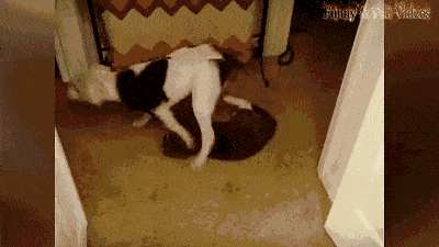 457b1a53e50b4d0aa0994481a460767e.gif