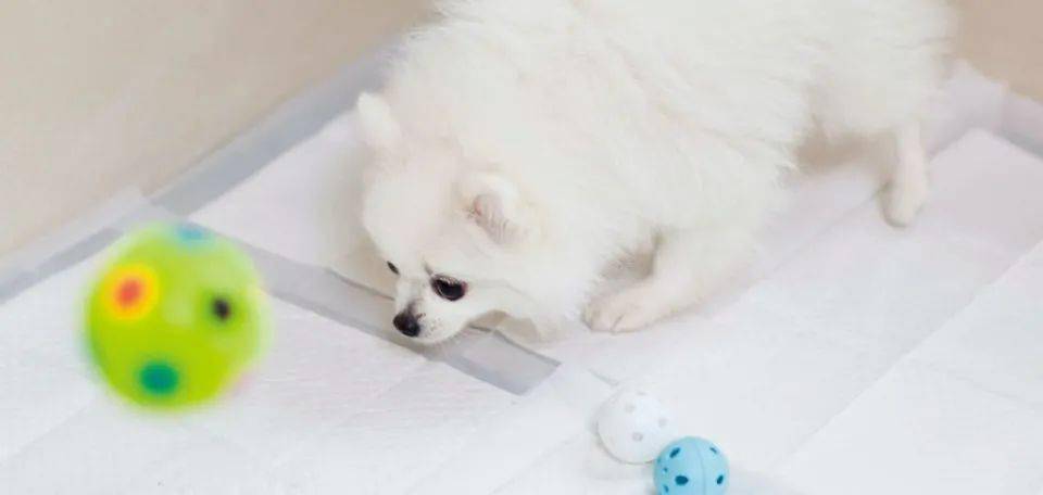 狗狗怎么养成不在家大小便 f3598180641347bd80ae9e56ca205510.jpeg