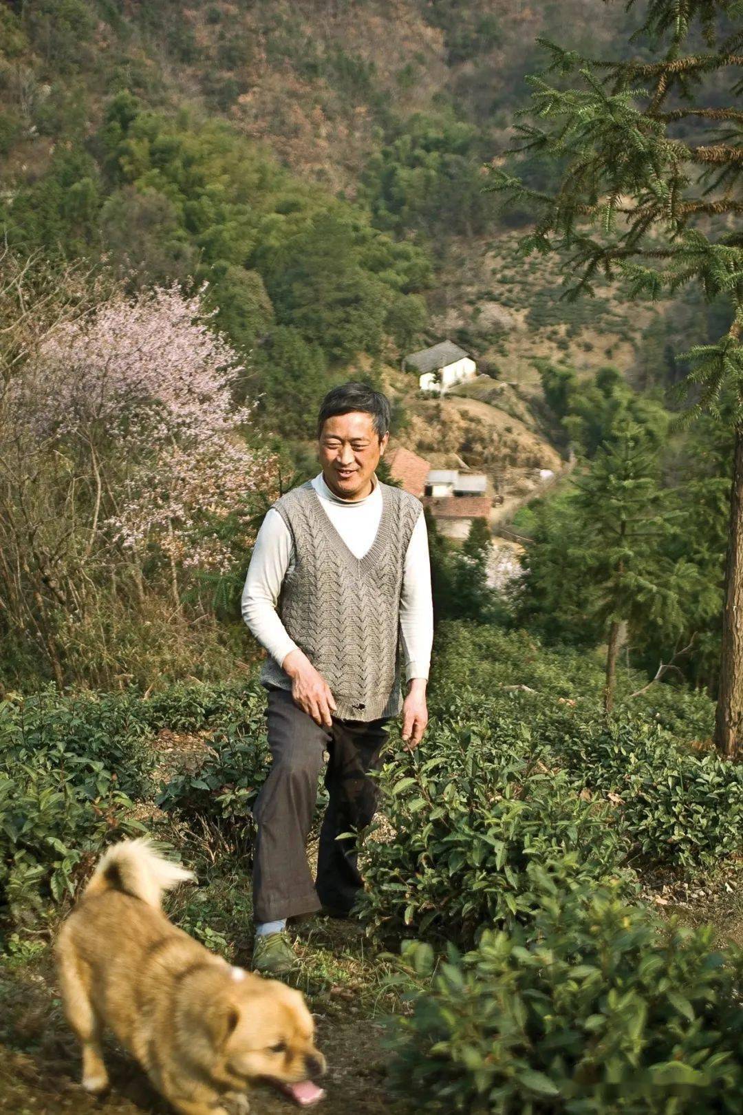(王永发说,按照瓜片的采摘速度,他家茶园中至少有一半的鲜叶来不及采