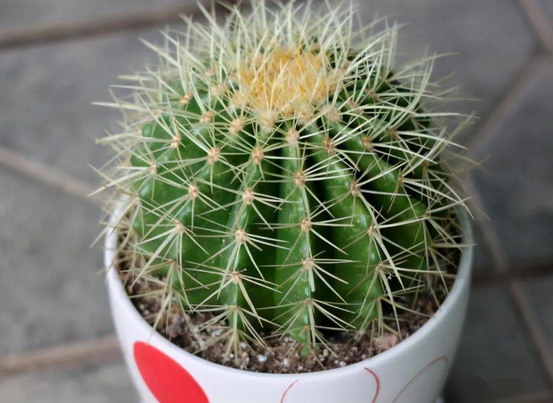 没注意这3点,仙人球养不活,多加小心养得圆滚滚