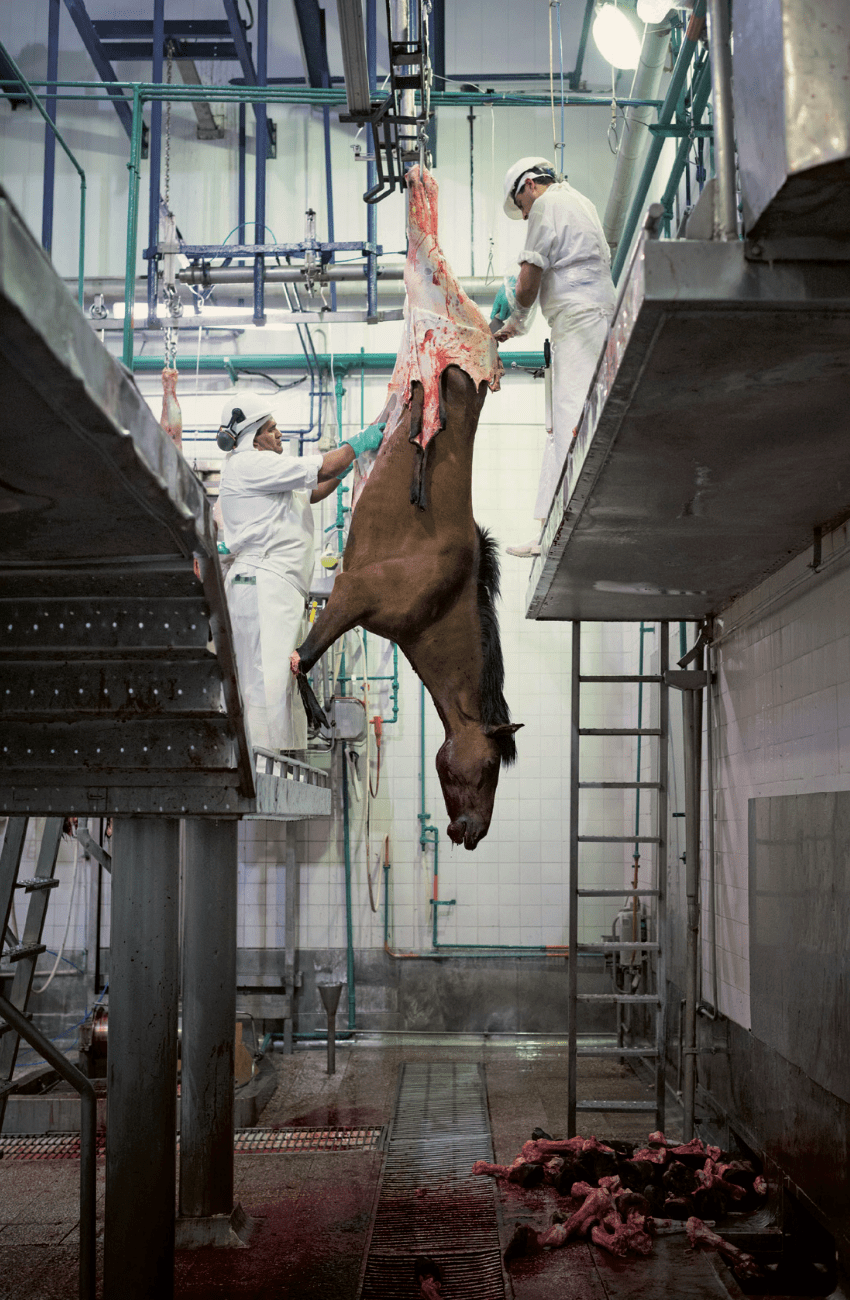 她走访四大洲十国找寻一匹马当今的使命