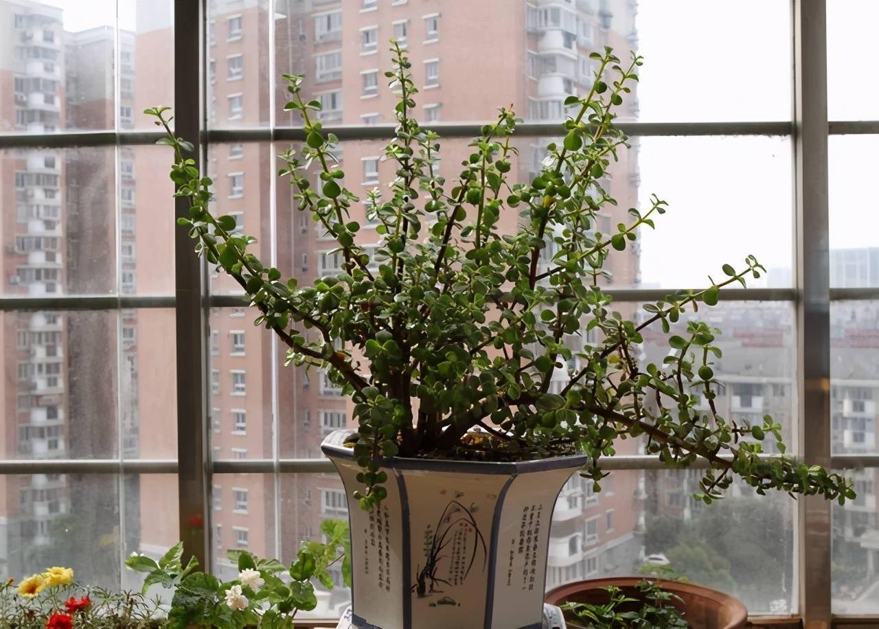 怎么养金枝玉叶才能养好 55d2ef3358f646baa06fd76b54dc1fb0.jpeg