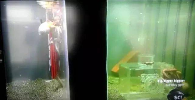 智慧|趣看丨软体动物章鱼智商超高，为什么没有统治地球？
