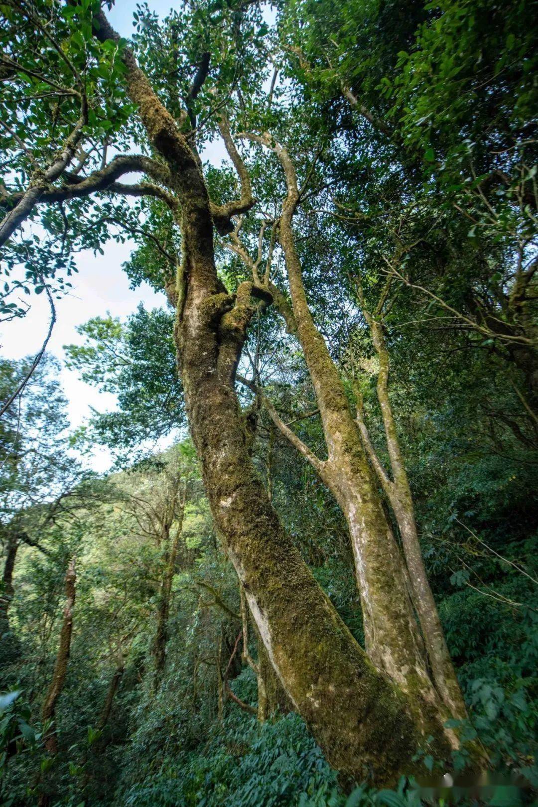 普洱市野生型过渡型古茶树保护管理技术规范正式发布