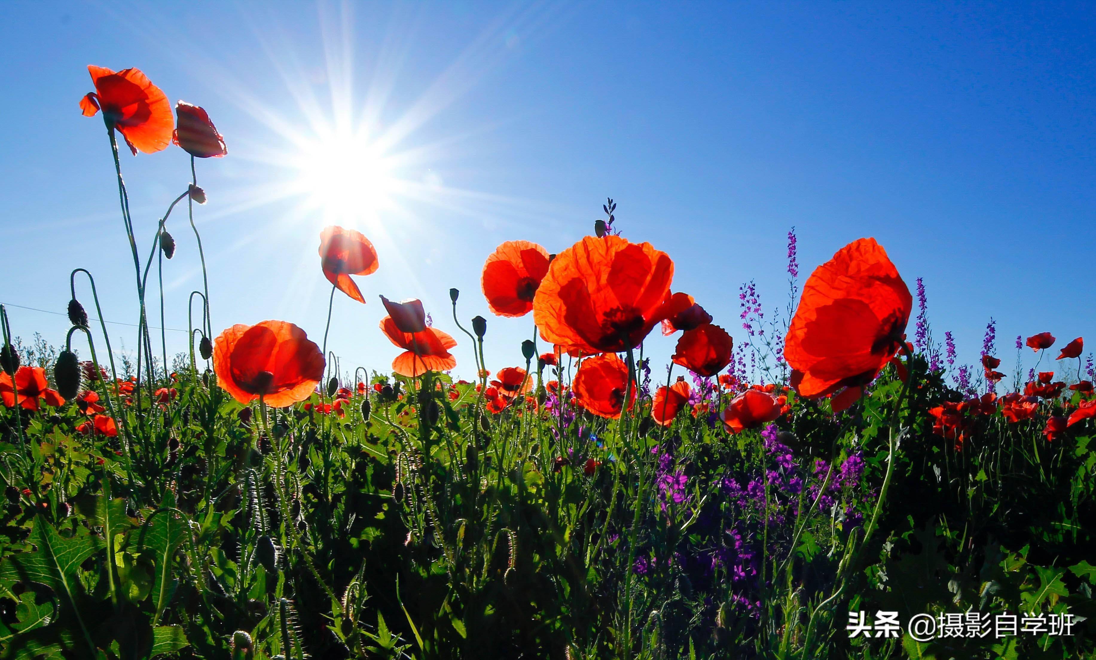 点评6张花朵照片,帮你随手拍美路边小花,不要犯例图中这些错误_画面