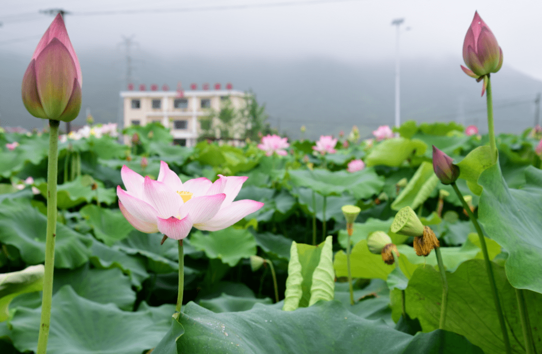 在更楼街道张家村一片荷花田间,花开正旺,红白花瓣,点缀绿叶,不时有