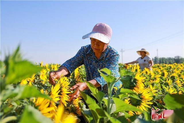 目前全县油葵种植面积5万亩,油葵