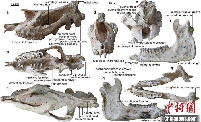化石|科学家发现地球史上最大陆地哺乳动物新属种：2650万年前“临夏巨犀”