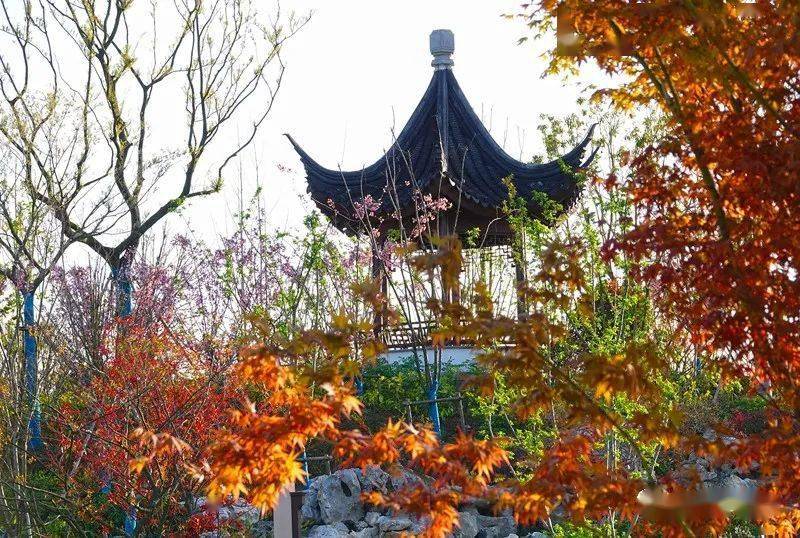 海棠花開醉美風景鹽城中華海棠園