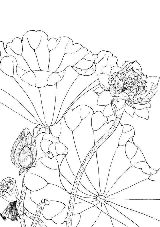工笔线描花卉画谱——荷花