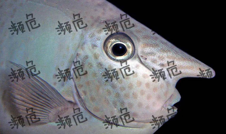 鱼鱼为什么要长个大鼻子