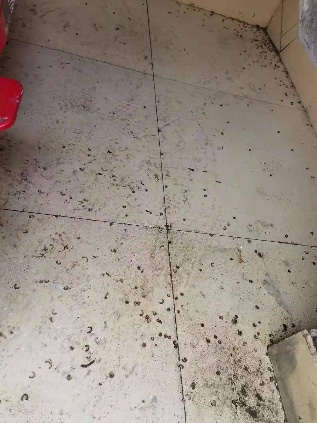 恶心淮安一小区楼房竟爬满了蛆密密麻麻