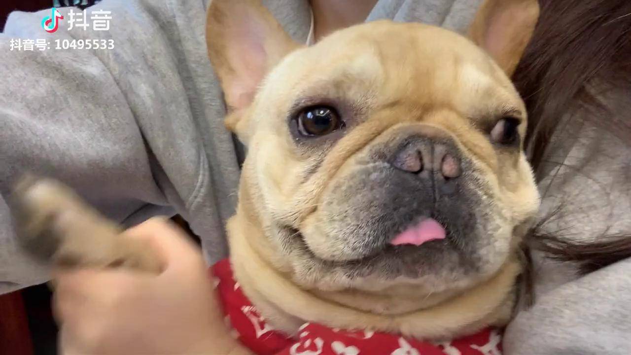 非常彪悍法国斗牛犬