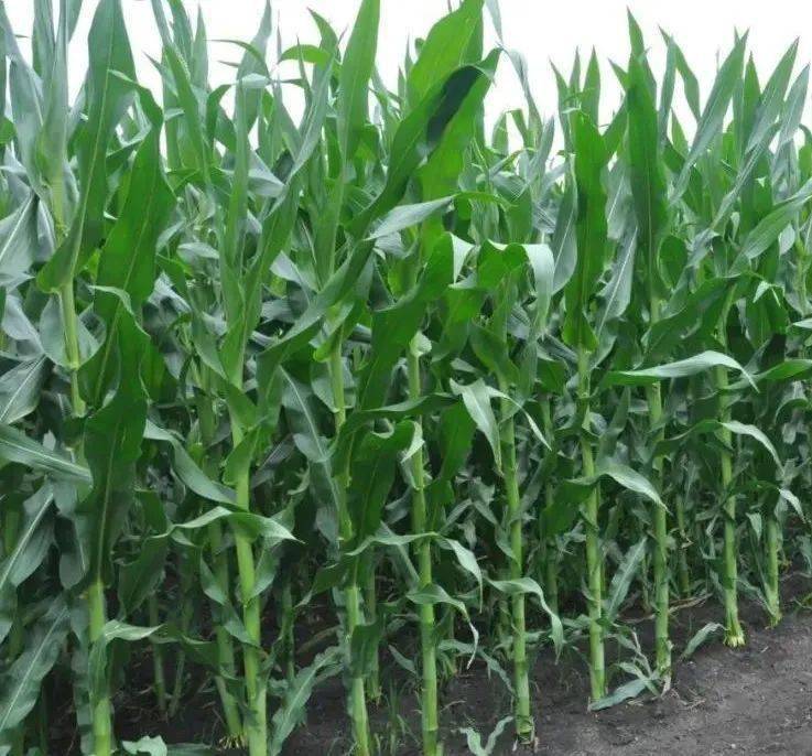 产品介绍玉米抗倒增产就用国光矮丰套餐