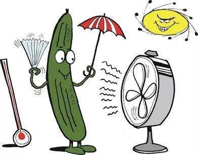 注意啦as cool as a cucumber不是像黄瓜一样酷.