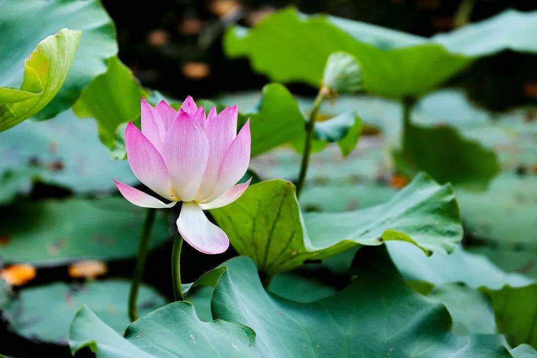 好运"莲莲"!肇庆七星岩风景区惊现罕见并蒂莲_荷花