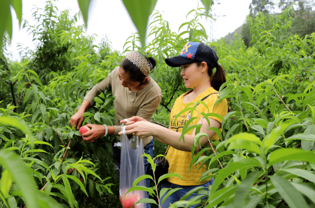 乐山夏季采摘攻略:杨梅,桃子,李子,葡萄.赶快收藏!