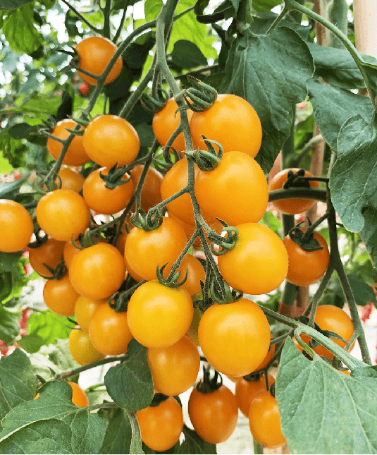 8,黄贝乐樱桃番茄