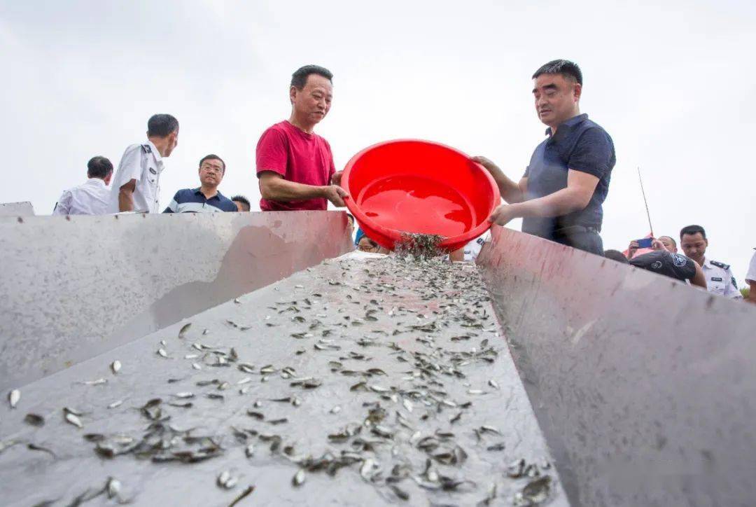 都昌1600万尾鱼苗放流鄱阳湖