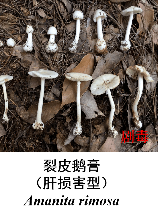 毒蘑菇简谱_毒蘑菇图片大全