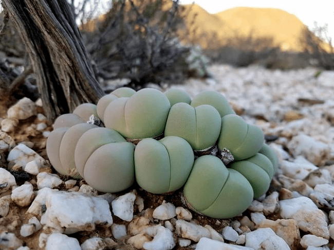 世界那么大多肉那么美我们一起去看看吧63期南非多肉欣赏