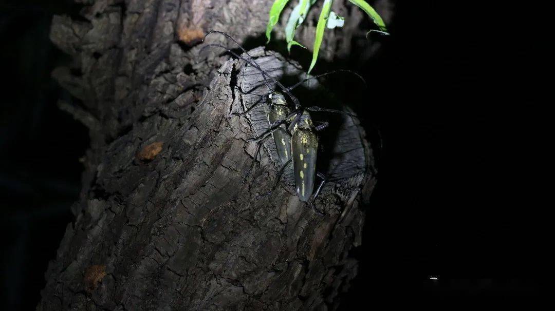 夏夜看什麼螢火蟲獨角仙大鍬甲雲斑白條天牛叩甲十大夜遊場地來打卡