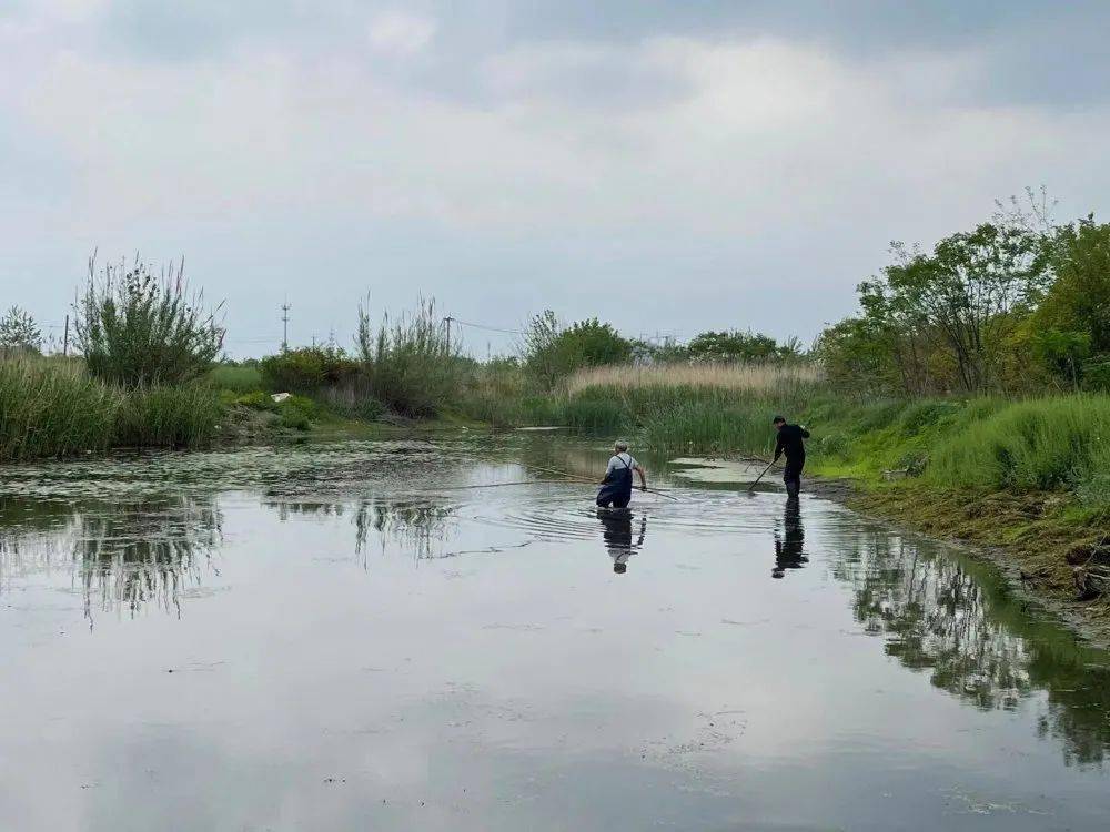 此外,陈子年积极主动参与社区河道的日常维护,打捞水浮萍,水面漂浮物