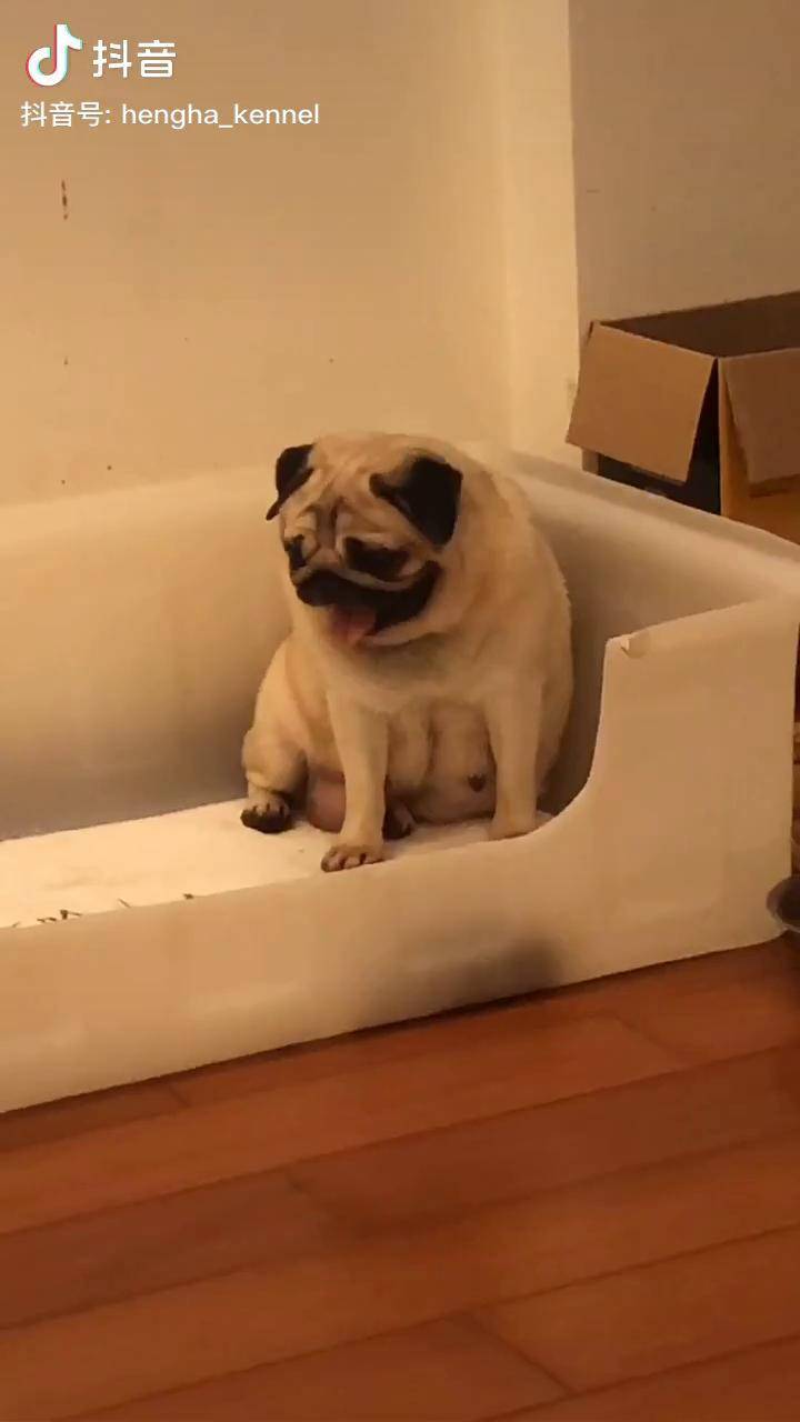 生了个哇塞哇塞这两个是啥