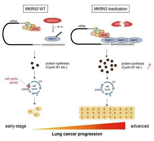 (左):mkrn3直接結合並泛素化其底物pabpc1,抑制rna識別模體與信使rna