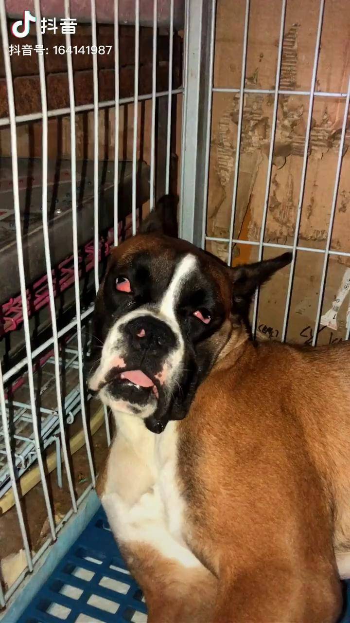 pk全网最美睡姿拳师犬a烨炀拳师犬阿卢