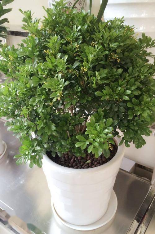 养好米兰花,少不了"4步",花多味香花色金黄,花期更长