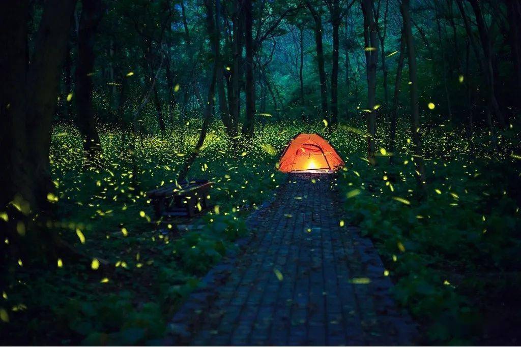 金陵仲夏梦幻萤火虫最强拍摄攻略