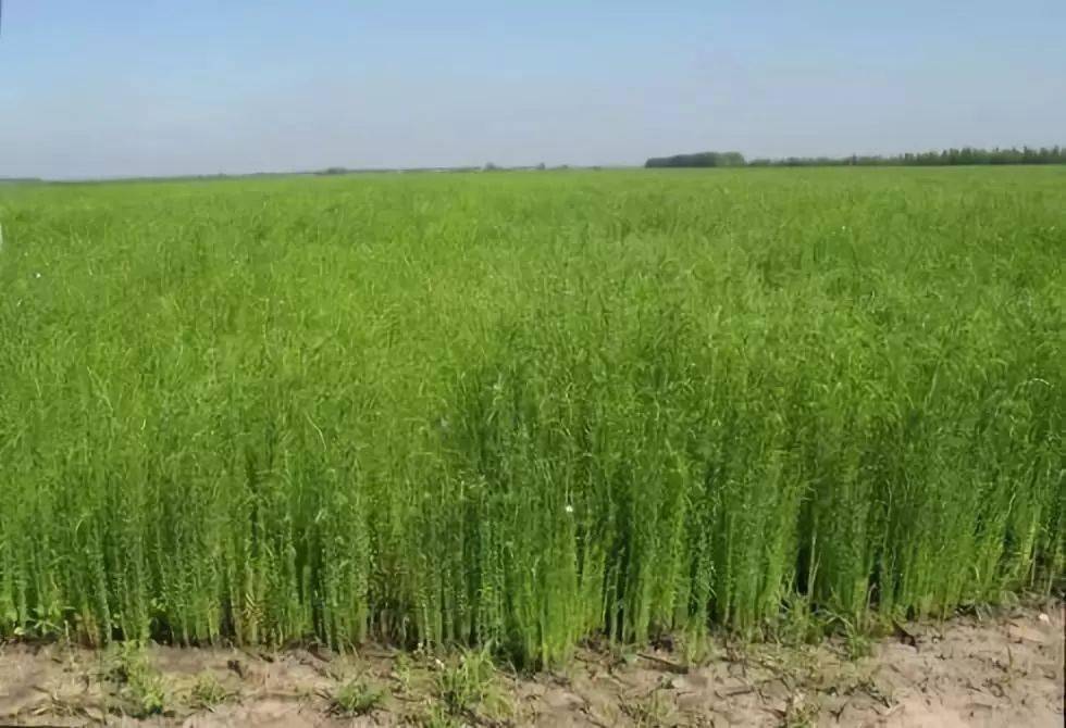 亚麻籽是一年生草本植物亚麻的种子.大约在公元