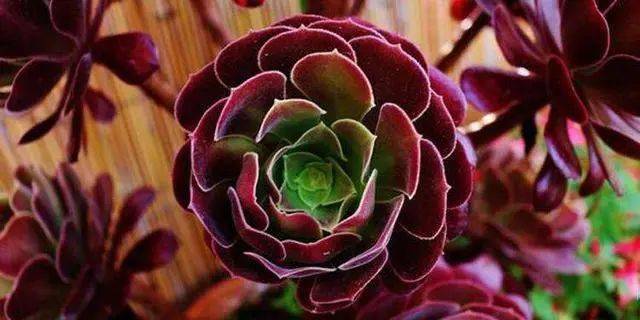 夏天最美的3种多肉典型的睡美人越看越好看