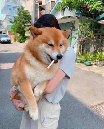 狗子溜去邻居家被逮到,这货叼着棒棒糖的样子笑翻网友!