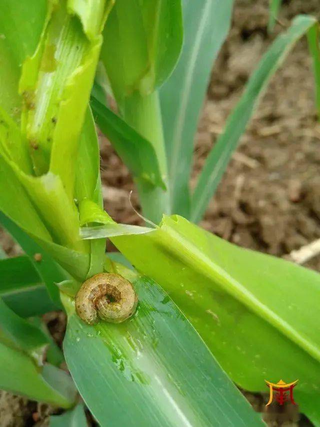 广南这个害虫出来了大家好好防