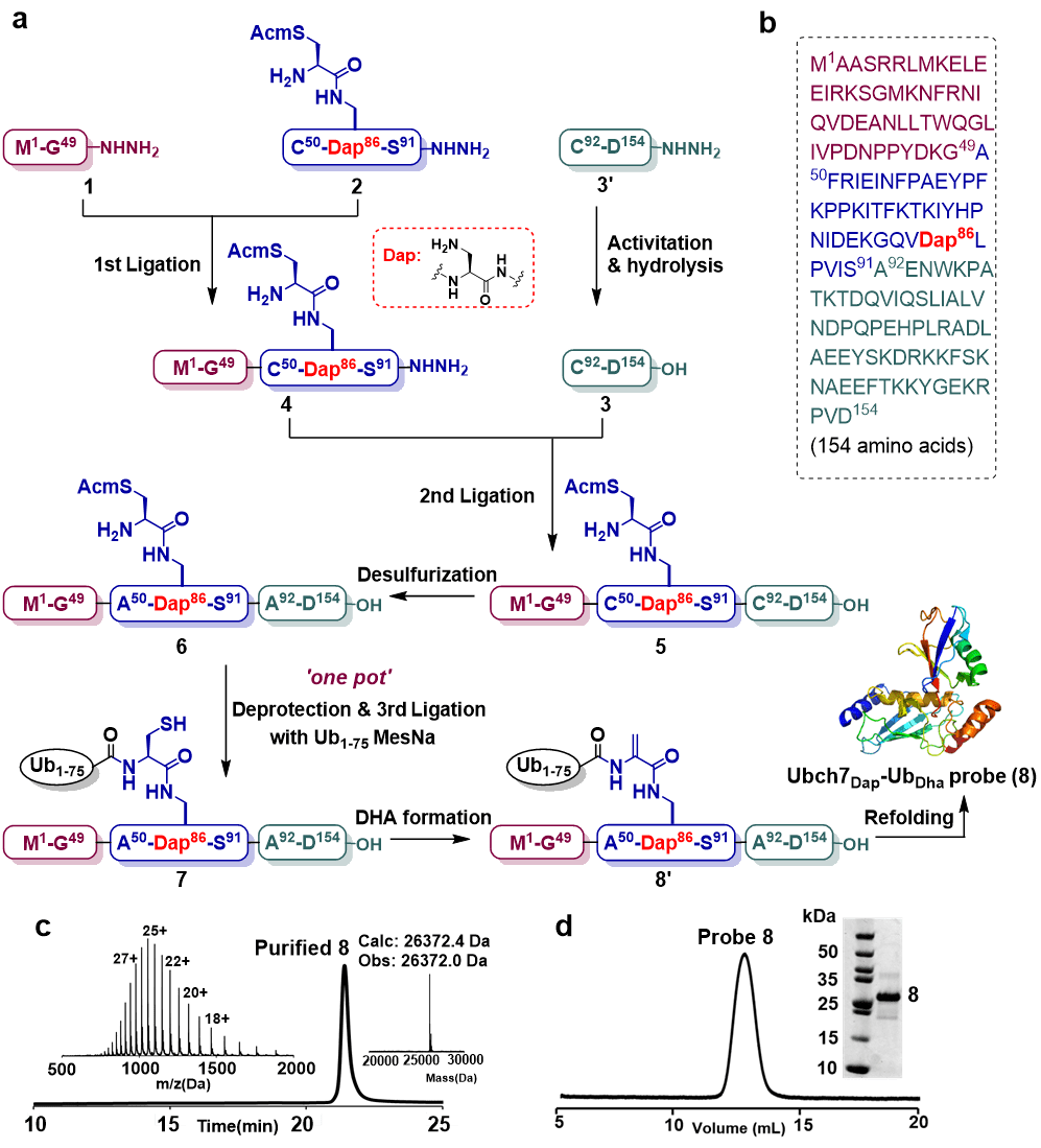 清华大学刘磊团队Angew. Chem. ：化学合成新型E2-Ub探针用于E3酶机制