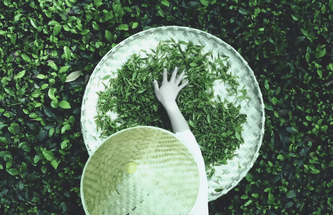 普洱茶越陈越香品饮价值的成功构建与输出,成为新