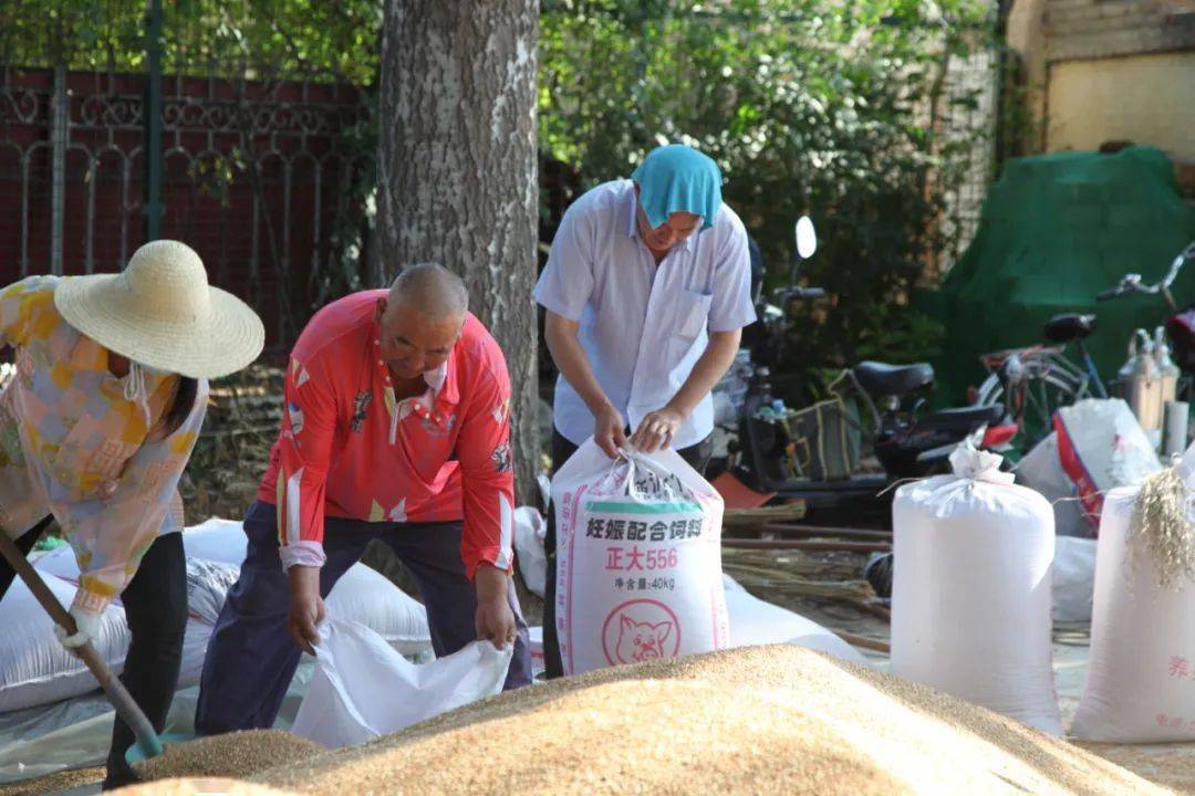 收割装袋存储工作协助完成100亩冬小麦,70亩春小麦的一村工作人员全员