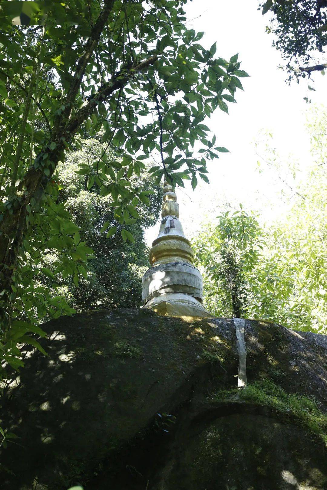 书剑说普洱高山云雾出好茶滑竹梁子