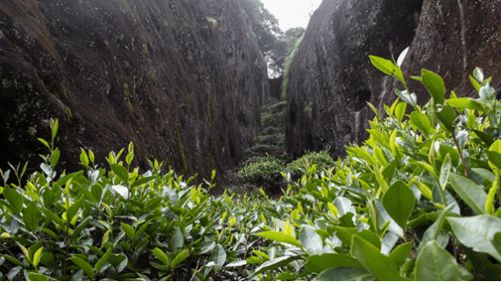 东方六禾武夷岩茶山场说独树一帜悟源涧的仙境之美