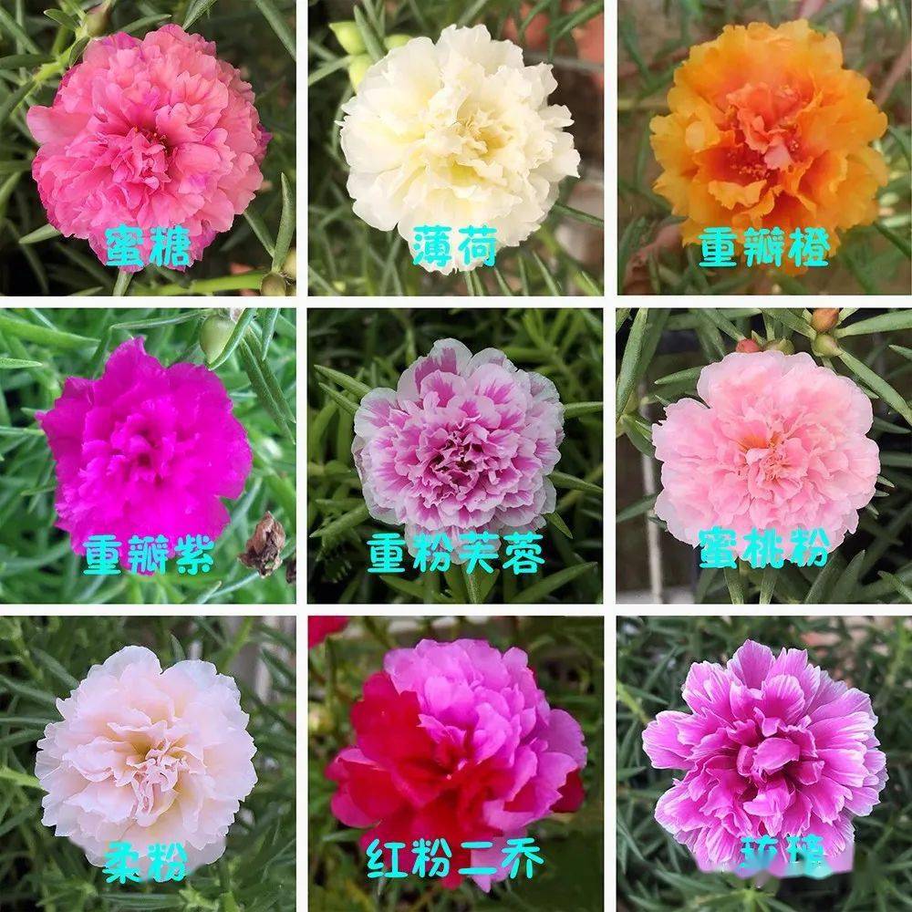 天热了养什么花?1种花"南北方"都适合,新手也能养到爆盆开花