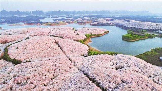 红花湖樱花图片