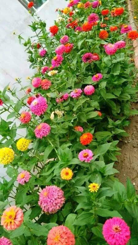 晒图园子里的重瓣百日草百日菊